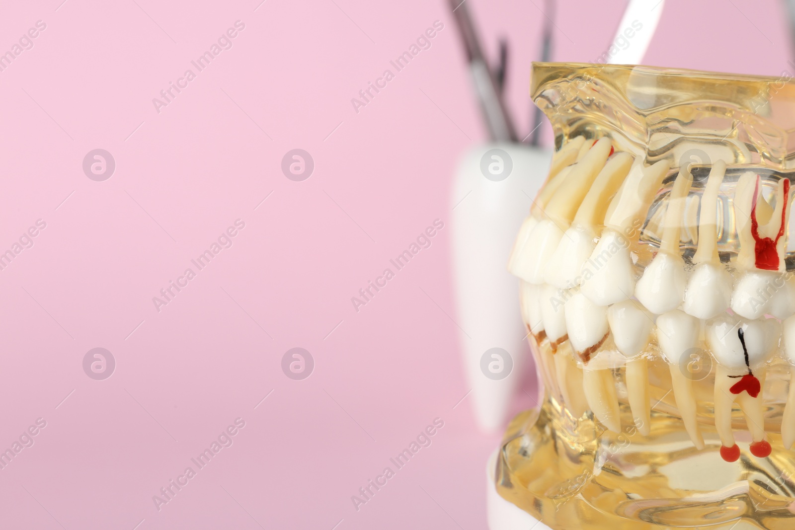 Photo of Educational model of oral cavity with teeth on color background. Space for text