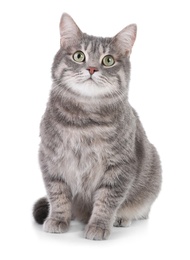 Photo of Portrait of gray tabby cat on white background. Lovely pet