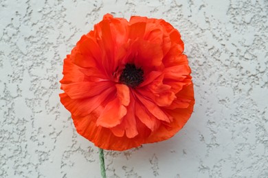 Photo of Beautiful bright red poppy flower near beige wall, closeup