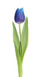 Image of Beautiful blue purple tulip isolated on white. Bright flower