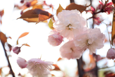 Photo of Blossoming pink sakura tree outdoors on spring day, closeup