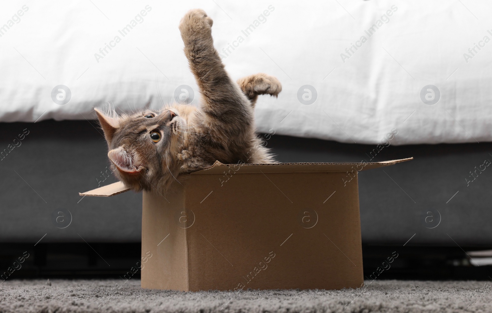 Photo of Cute fluffy cat in cardboard box on carpet at home