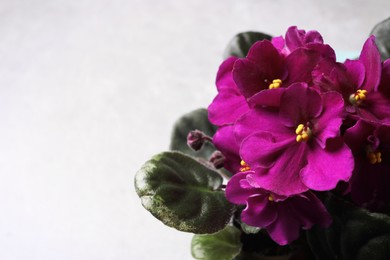 Photo of Closeup view of beautiful violet flowers on light grey background, space for text. Delicate house plant