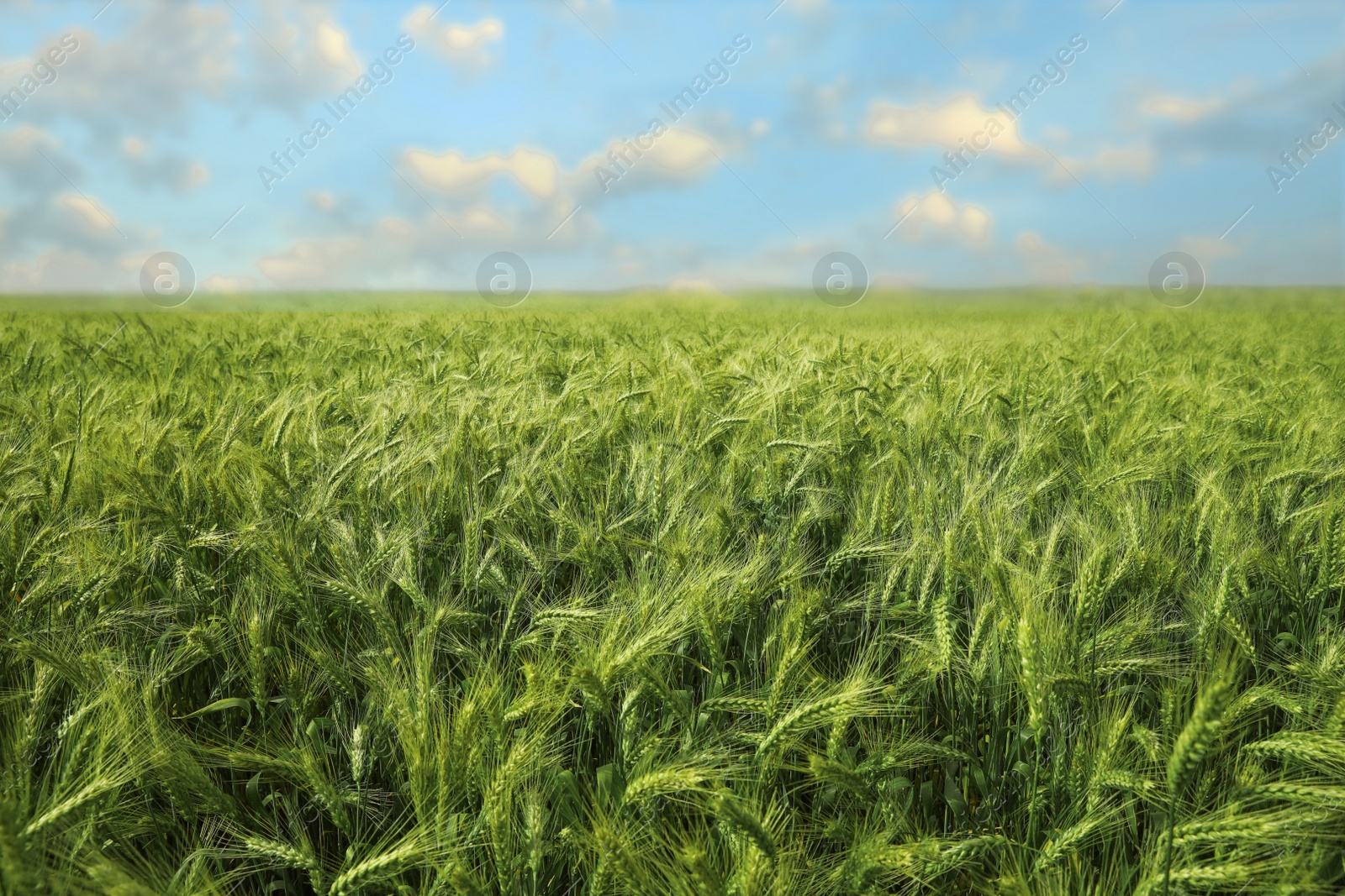 Photo of Beautiful agricultural field with ripening wheat crop