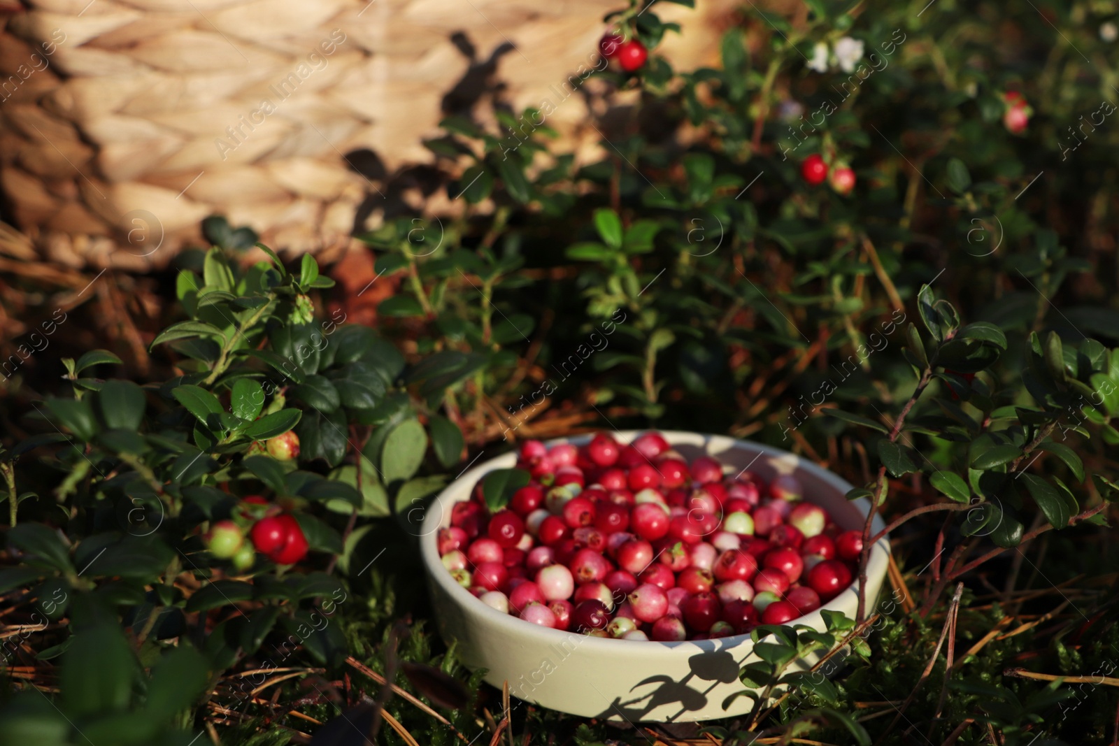 Photo of Bowl of delicious ripe red lingonberries outdoors, space for text