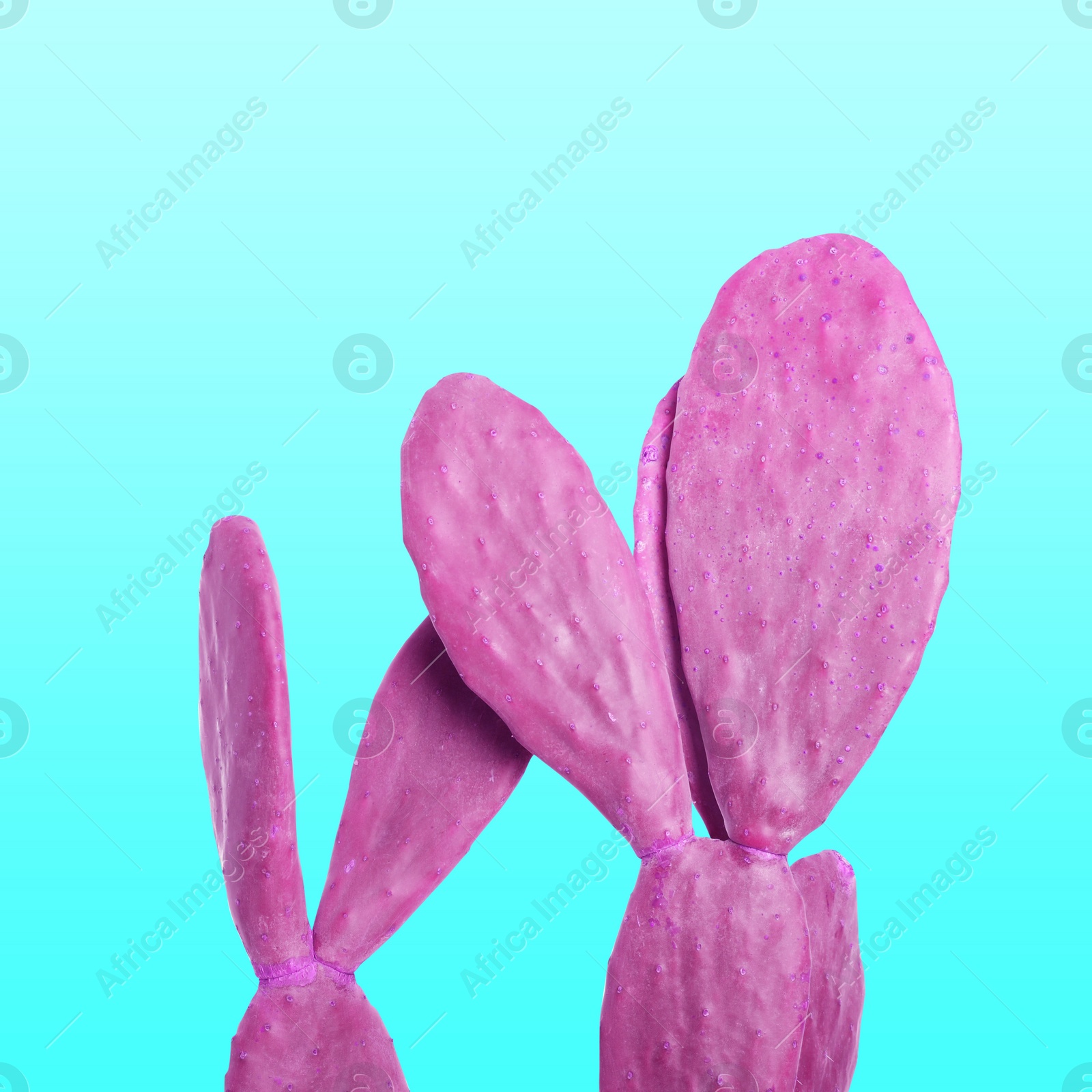 Image of Pink cactus on turquoise background. Creative design