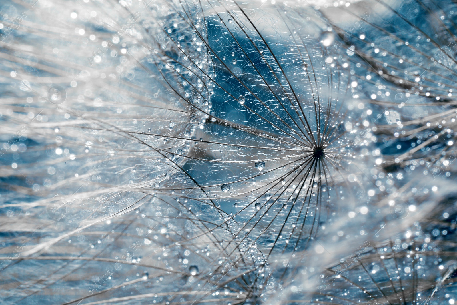 Image of Beautiful fluffy dandelion flower with water drops as background, closeup. Color toned