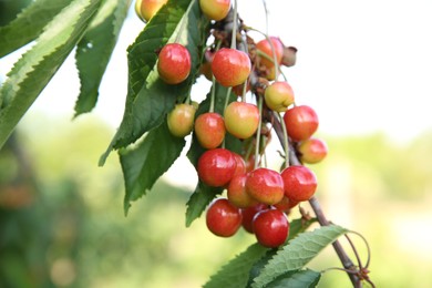 Photo of Cherry tree with green leaves and unripe berries growing outdoors, closeup