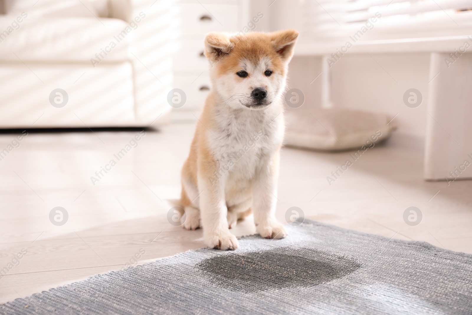 Photo of Adorable akita inu puppy near puddle on rug at home