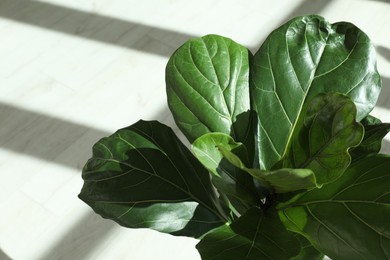 Photo of Fiddle Fig or Ficus Lyrata plant with green leaves indoors, closeup