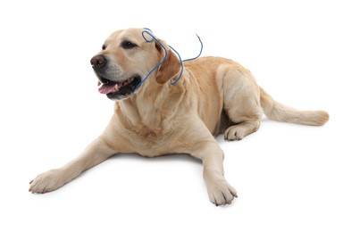 Naughty Labrador Retriever dog with damaged electrical wire on white background