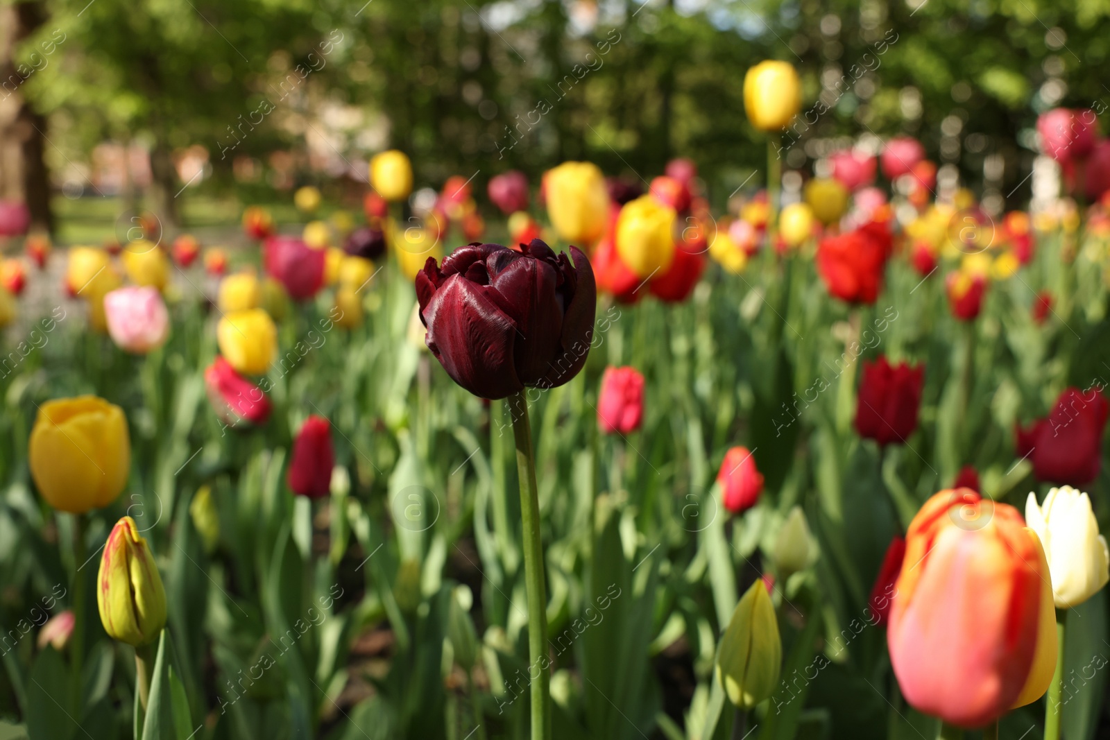 Photo of Beautiful bright tulips growing outdoors on sunny day, closeup