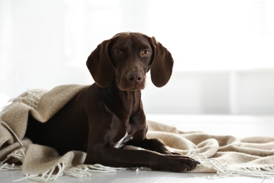 Adorable dog under plaid on floor indoors