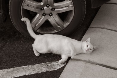 Photo of Lonely stray cat lying on asphalt near car. Homeless pet