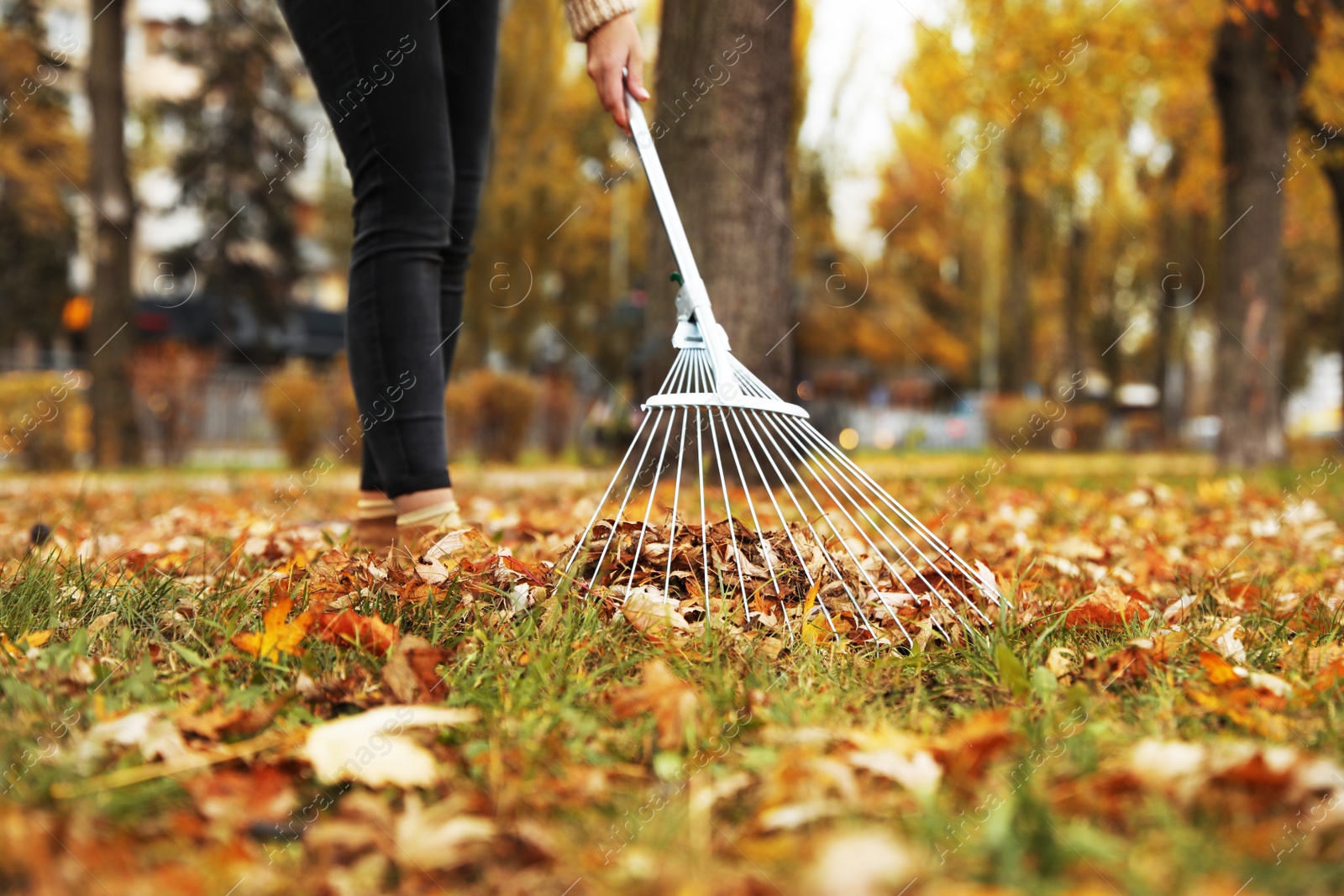 Photo of Person raking dry leaves outdoors on autumn day, closeup