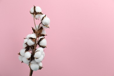 Beautiful cotton branch with fluffy flowers on pink background, space for text