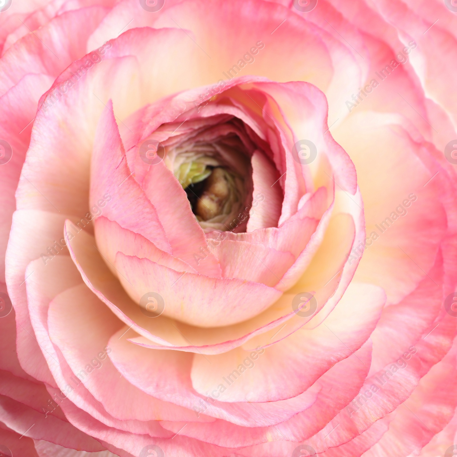 Photo of Beautiful fresh ranunculus flower on white background, closeup