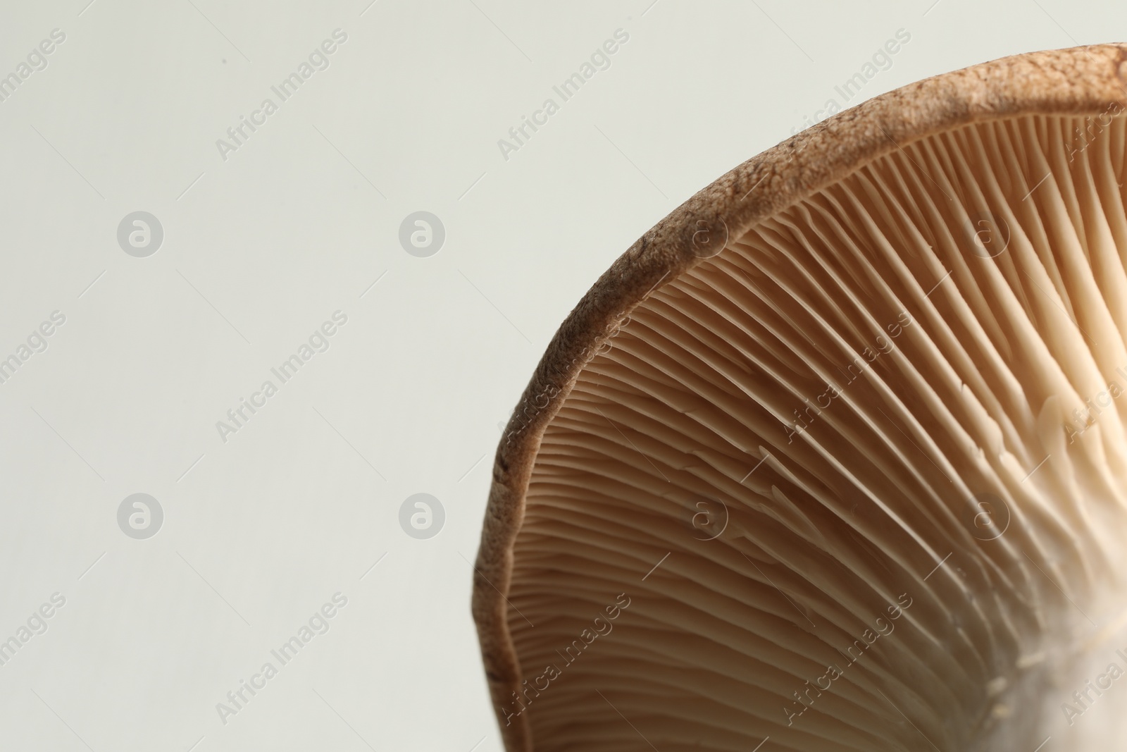 Photo of Macro photo of oyster mushroom on light grey background. Space for text