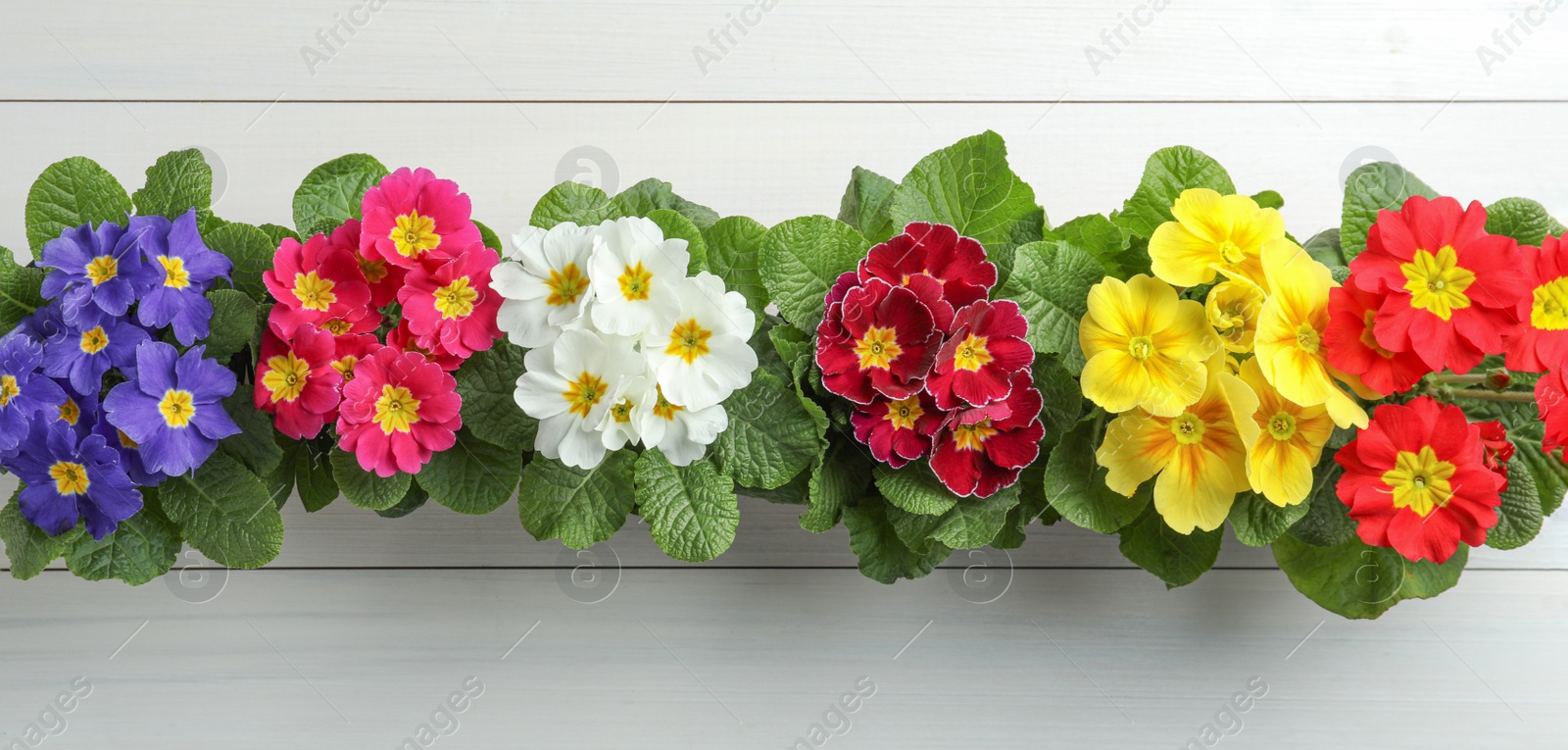 Photo of Beautiful primula (primrose) plants with colorful flowers on white wooden table, flat lay. Spring blossom