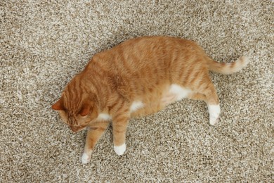 Photo of Cute ginger cat lying on carpet at home, above view