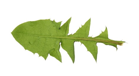 Photo of Fresh green dandelion leaf isolated on white