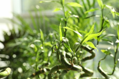 Photo of Bamboo stems with water drops on blurred background, closeup. Space for text