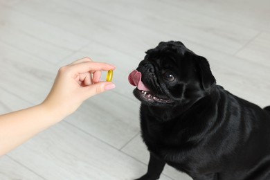 Woman giving pill to cute Pug dog in room, closeup