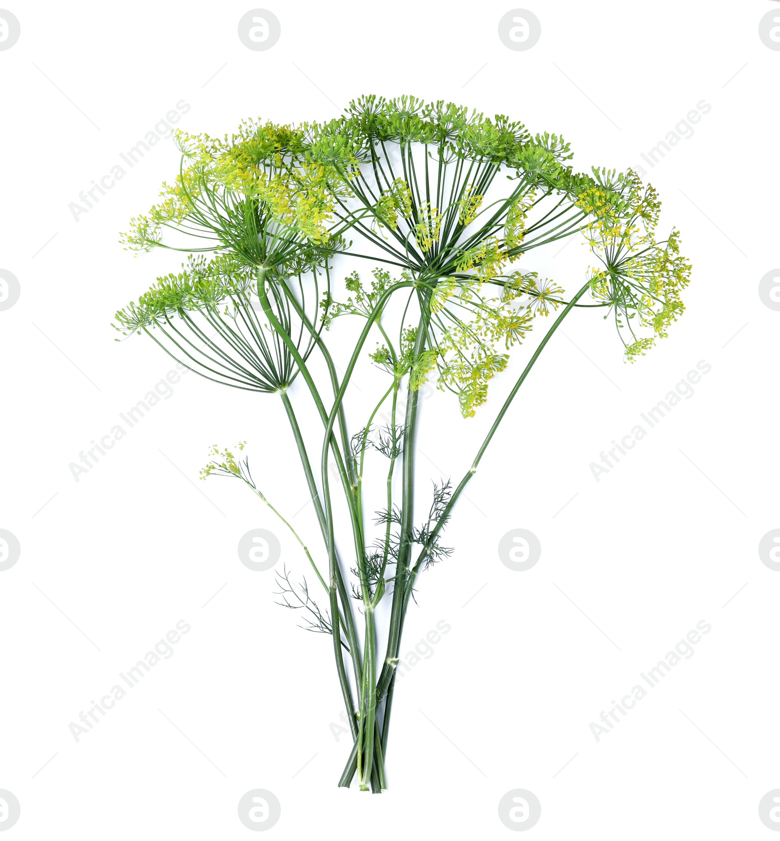 Photo of Fresh green dill flowers on white background, top view