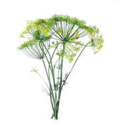 Fresh green dill flowers on white background, top view