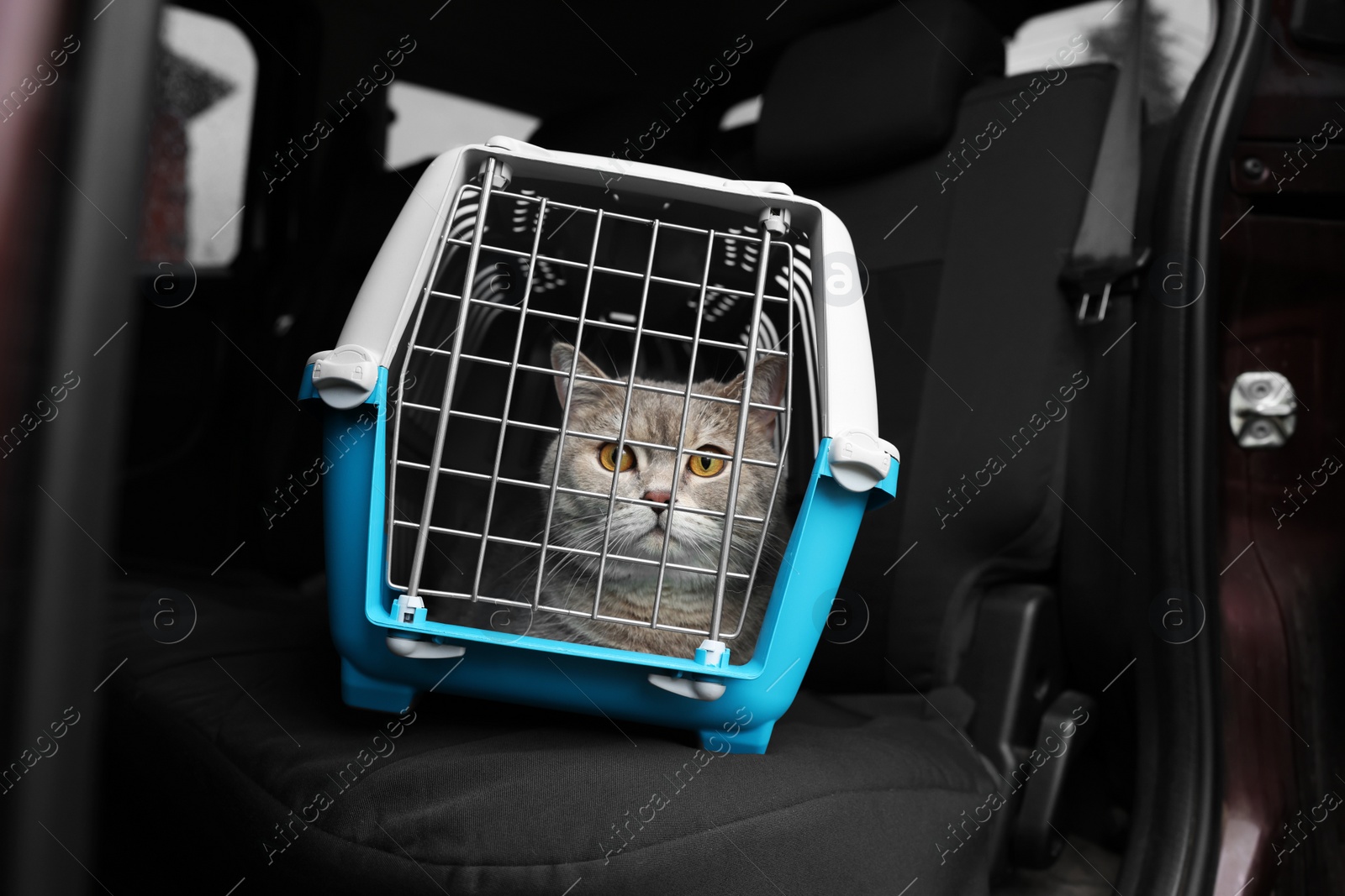 Photo of Travel with pet. Cute cat in carrier inside car