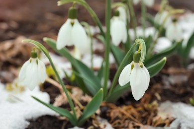 Photo of Beautiful blooming snowdrops growing outdoors. Spring flowers