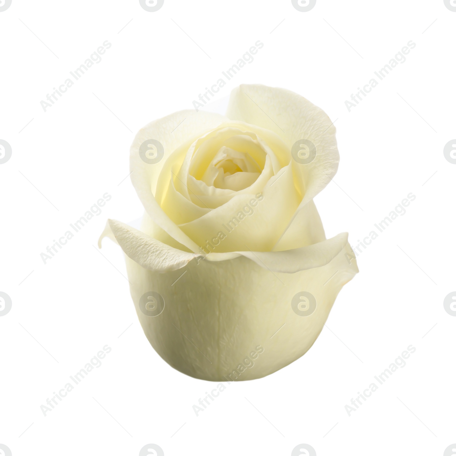 Photo of Beautiful fresh rose on white background. Perfect gift