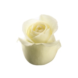 Photo of Beautiful fresh rose on white background. Perfect gift