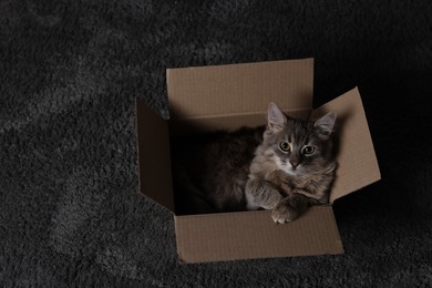 Photo of Cute fluffy cat in cardboard box on carpet, above view