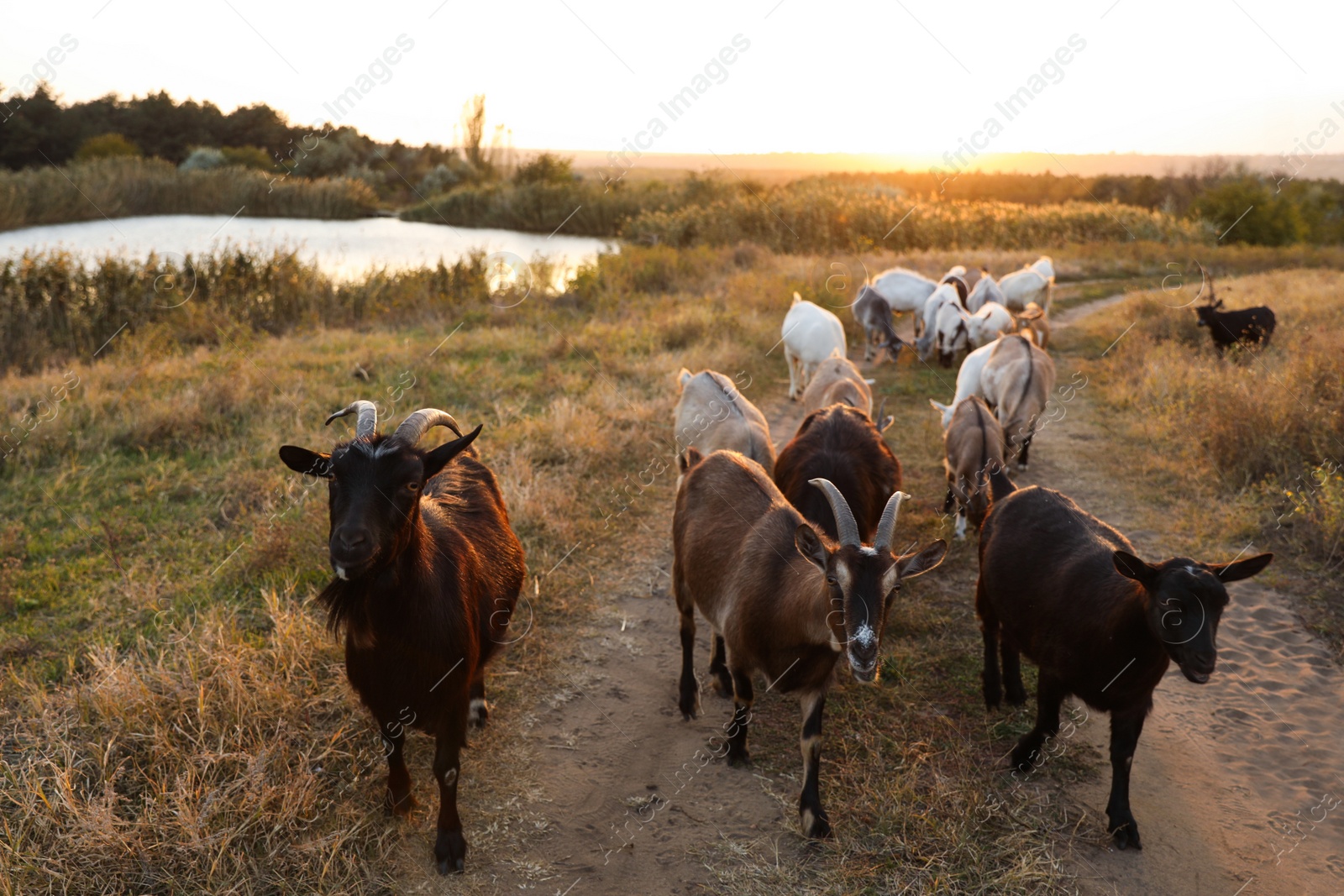 Photo of Farm animals. Goats on dirt road near pasture in evening