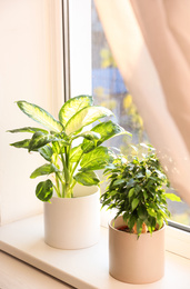 Photo of Beautiful potted plants on window sill at home