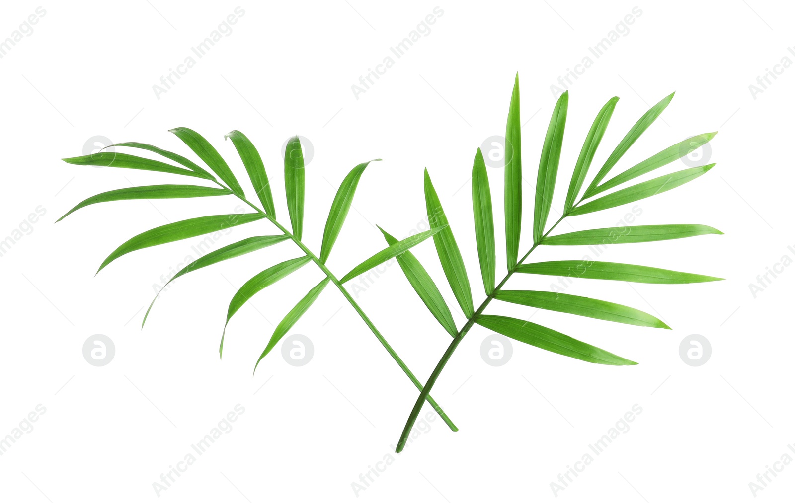 Photo of Beautiful green coconut leaves on white background