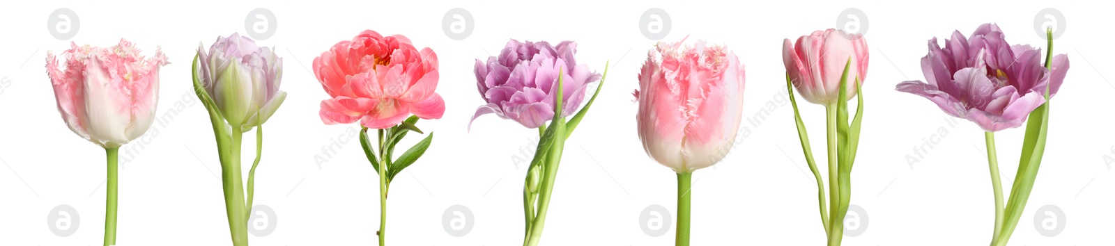 Image of Different beautiful flowers isolated on white, set