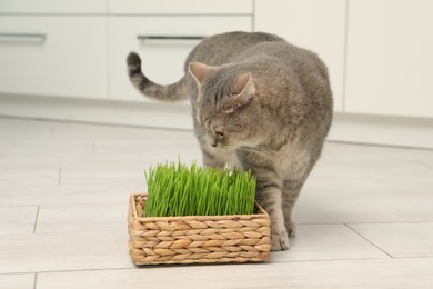 Photo of Cute cat near fresh green grass on floor indoors