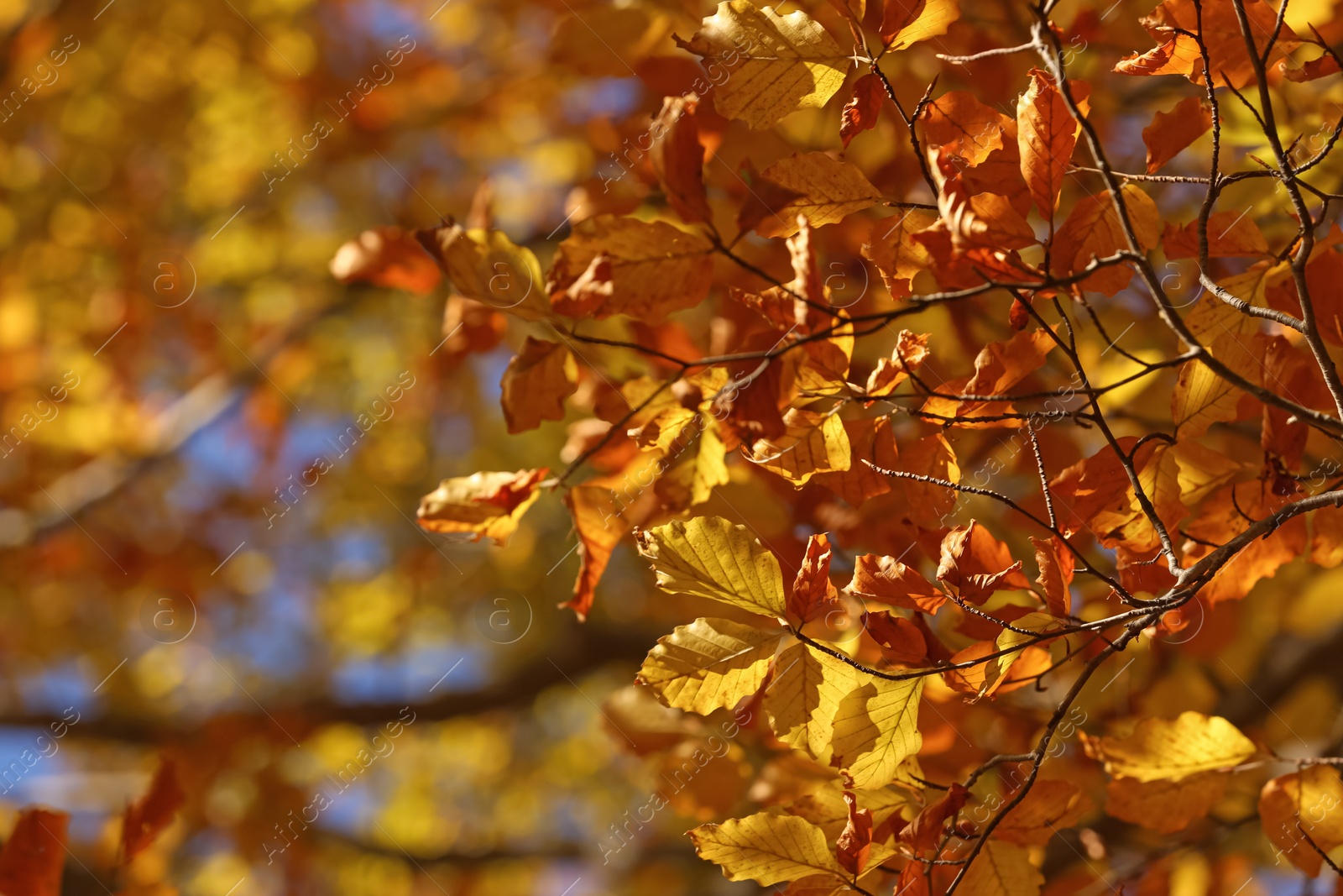 Photo of Beautiful tree with bright autumn leaves outdoors on sunny day