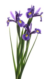 Photo of Beautiful bouquet of blooming irises on white background