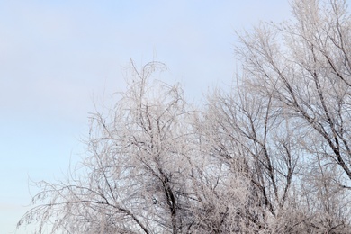 Trees covered with hoarfrost outdoors on winter morning