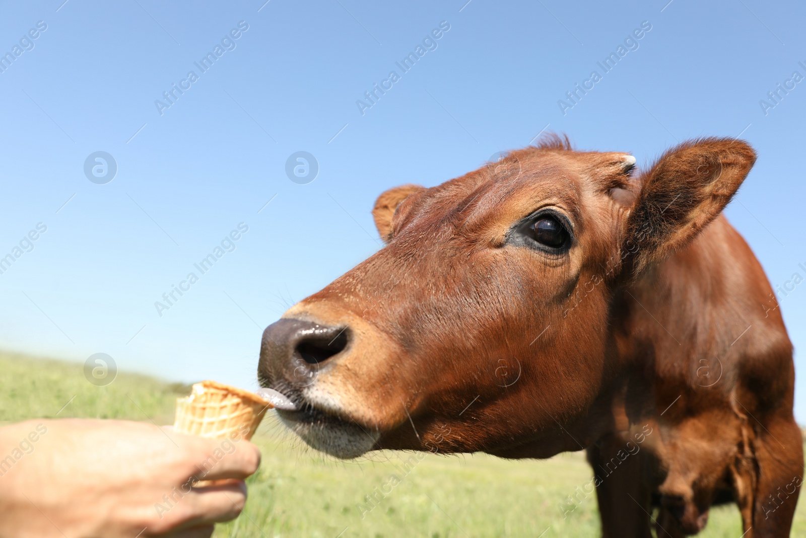 Photo of Man feeding cute brown calf with ice cream outdoors. Animal husbandry