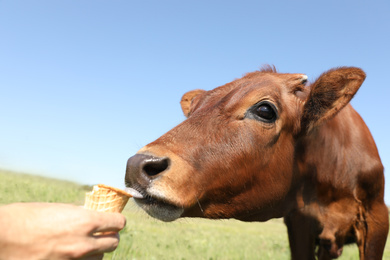 Photo of Man feeding cute brown calf with ice cream outdoors. Animal husbandry