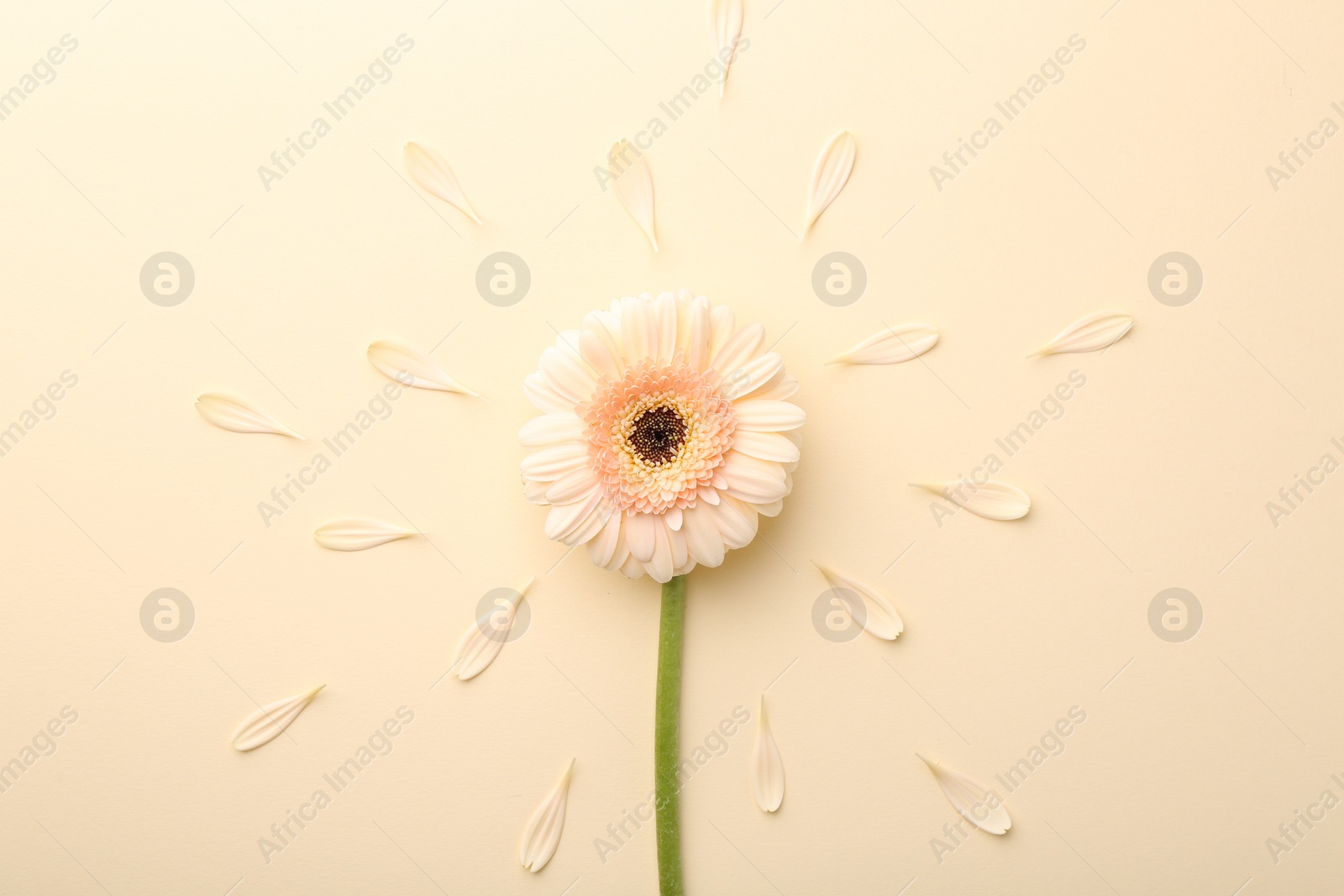 Photo of Beautiful gerbera flower and petals on beige background, top view