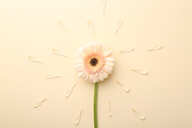 Photo of Beautiful gerbera flower and petals on beige background, top view