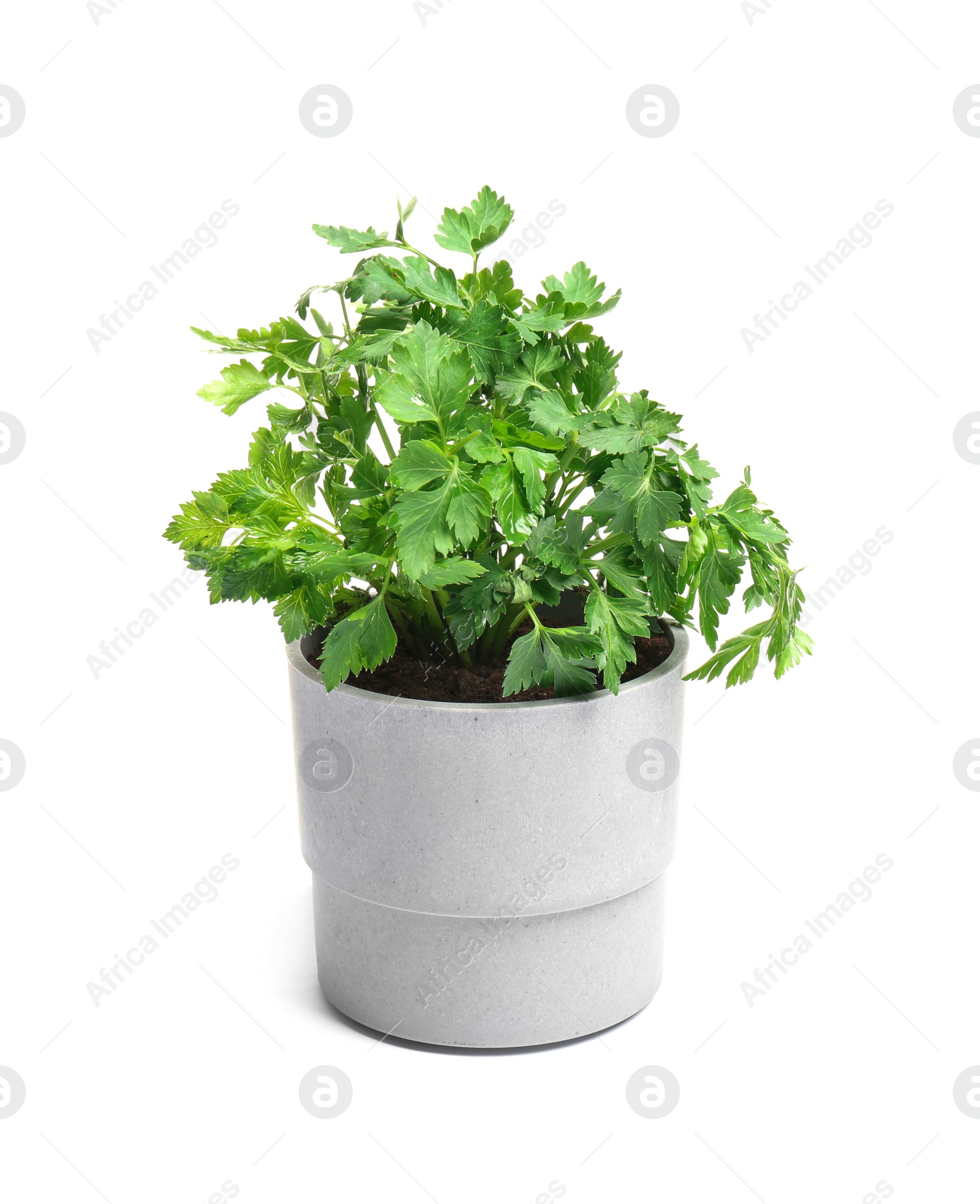 Photo of Fresh green organic parsley in pot on white background