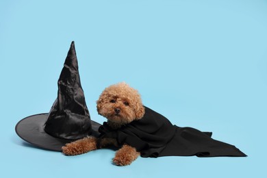 Cute Maltipoo dog with hat dressed in witch for Halloween celebration against light blue background