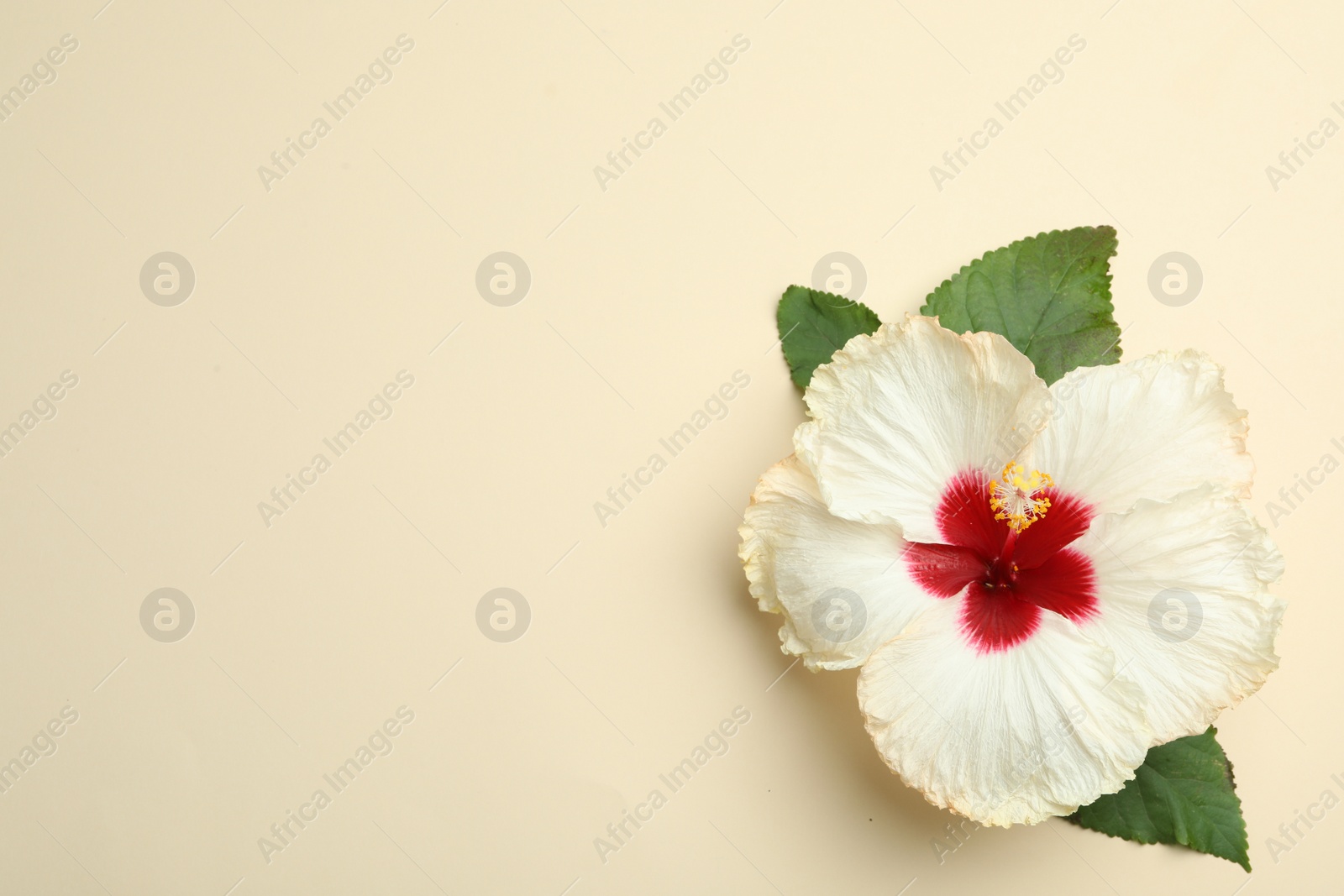 Photo of Beautiful tropical hibiscus flower with leaves on beige background, top view. Space for text