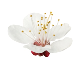 Beautiful fresh spring flower on white background